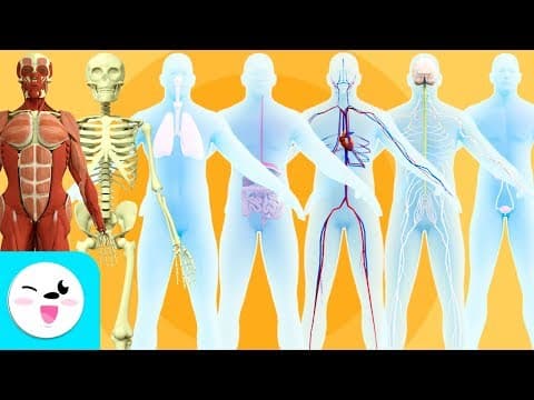 Human body organ systems for kids